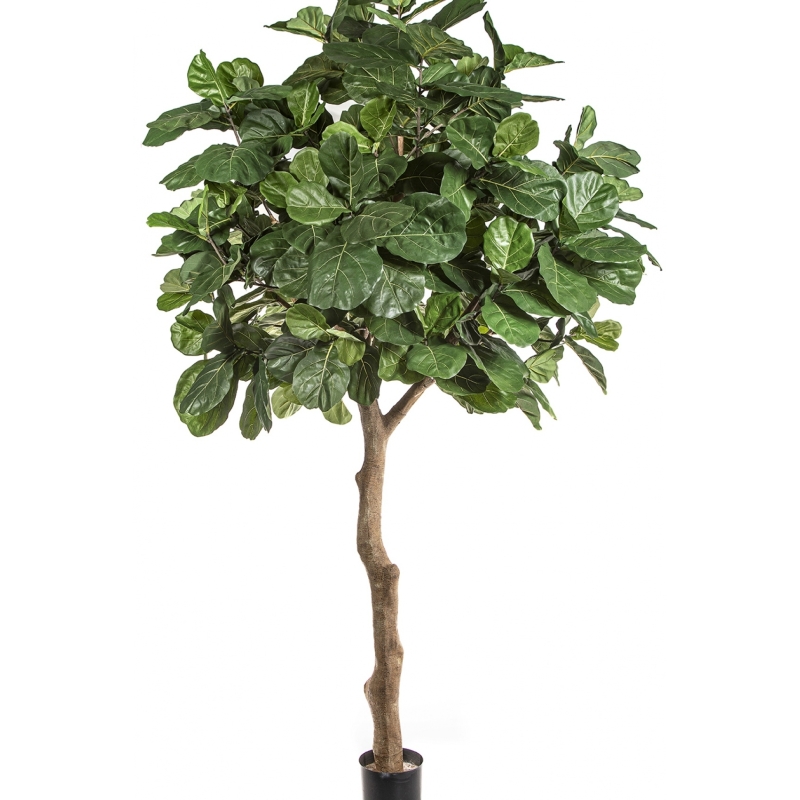 Fiddle Leaf Giant Tree 360 cm
