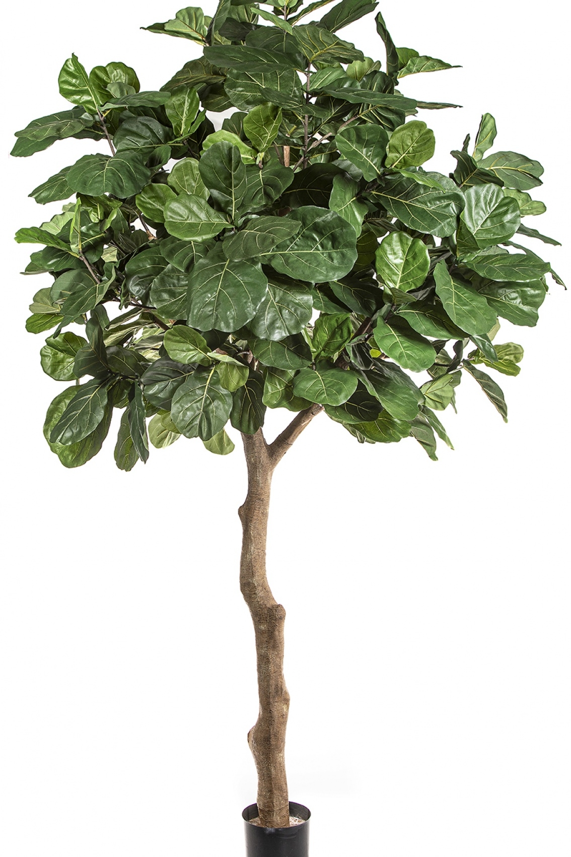 Fiddle Leaf Giant Tree 360 cm