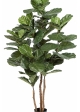 Fiddle Leaf Nitida 190-250 cm