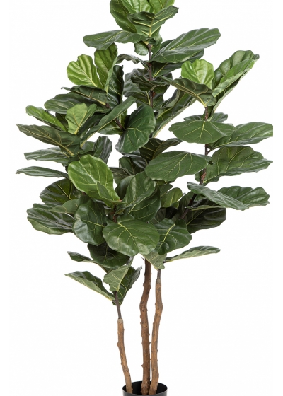 Fiddle Leaf Nitida 190-250 cm