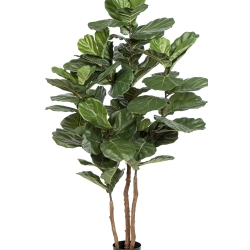 Fiddle Leaf Nitida 190-250 cm