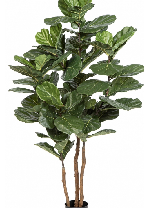 Fiddle Leaf Nitida 190-250 cm