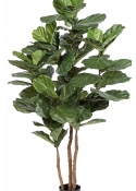 Fiddle Leaf Nitida 190-250 cm