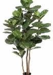 Fiddle Leaf Nitida 190-250 cm
