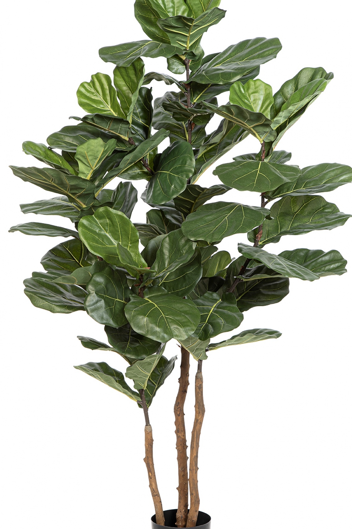 Fiddle Leaf Nitida 190-250 cm