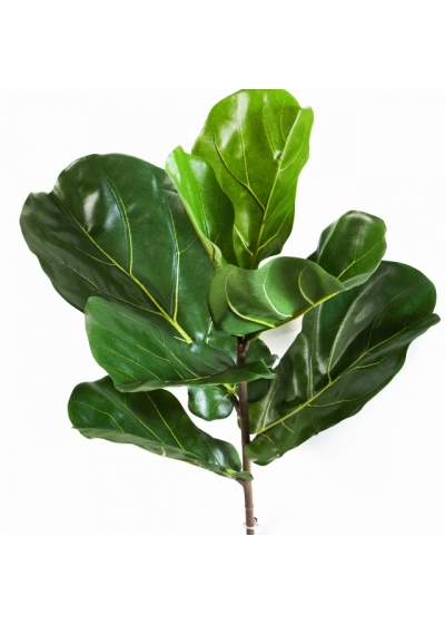 Fiddle Leaf Spray x 7 58-77 cm