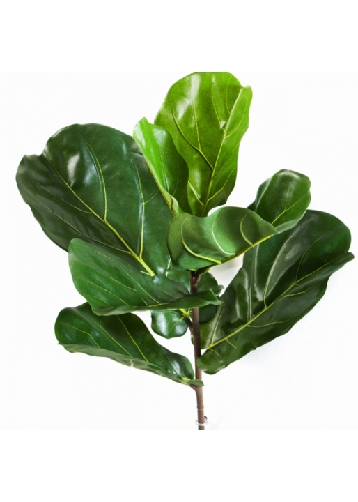 Fiddle Leaf Spray x 7 58-77 cm