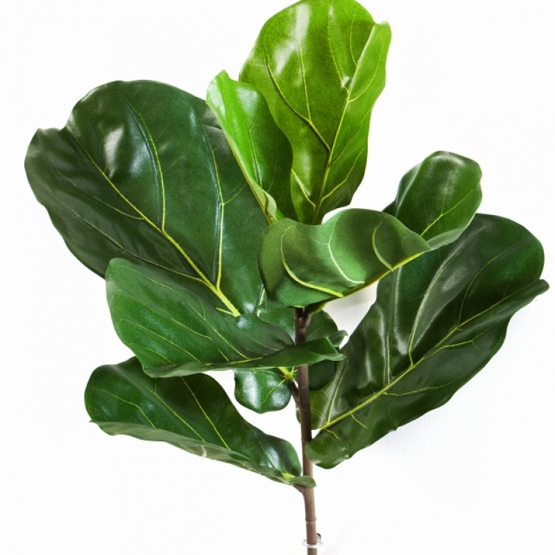 Fiddle Leaf Spray x 7 58-77 cm