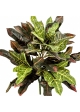 Fire Retardant Croton Bush x 48 50 cm