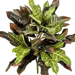 Fire Retardant Croton Bush x 48 50 cm