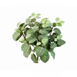 Fittonia Bush x 9 35 cm