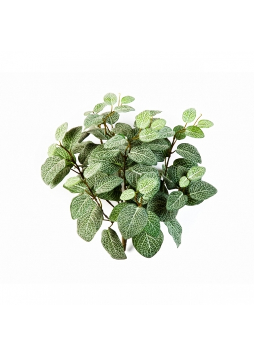 Fittonia Bush x 9 35 cm