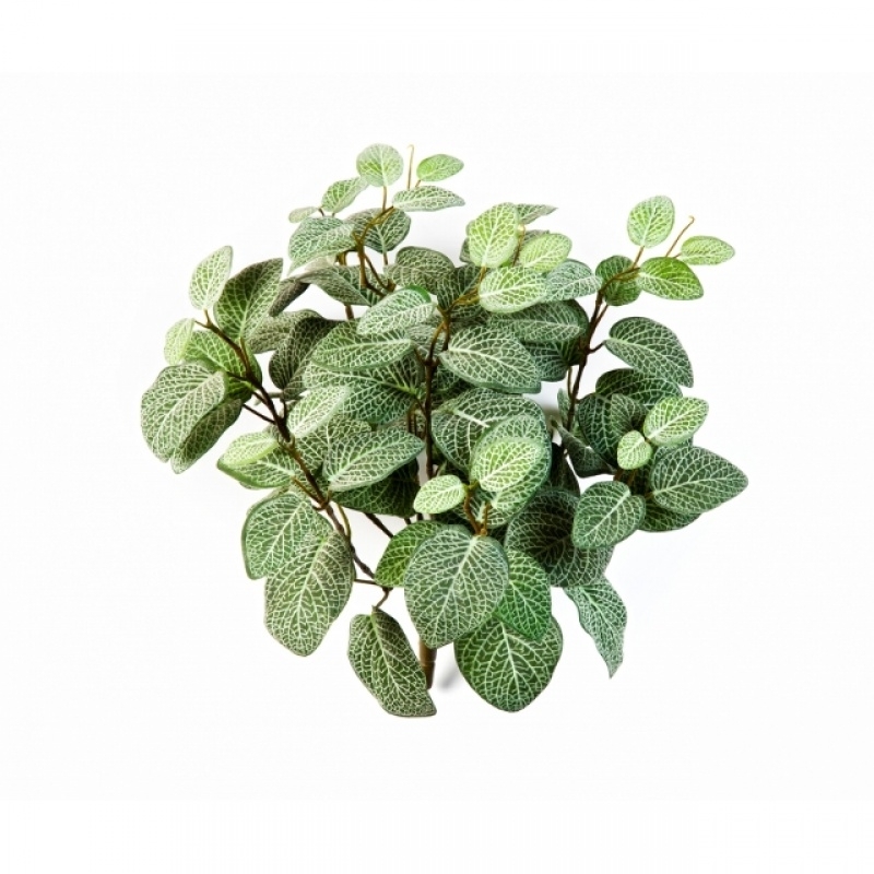 Fittonia Bush x 9 35 cm