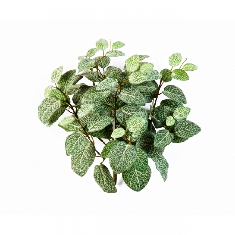 Fittonia Bush x 9 35 cm