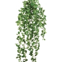 Fittonia hanging bush 85 cm
