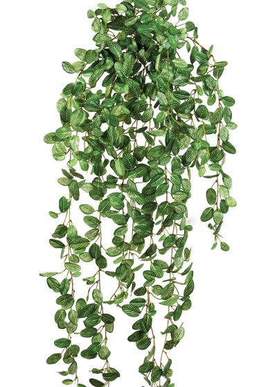 Fittonia hanging bush 85 cm