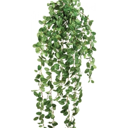Fittonia hanging bush 85 cm