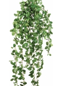 Fittonia hanging bush 85 cm