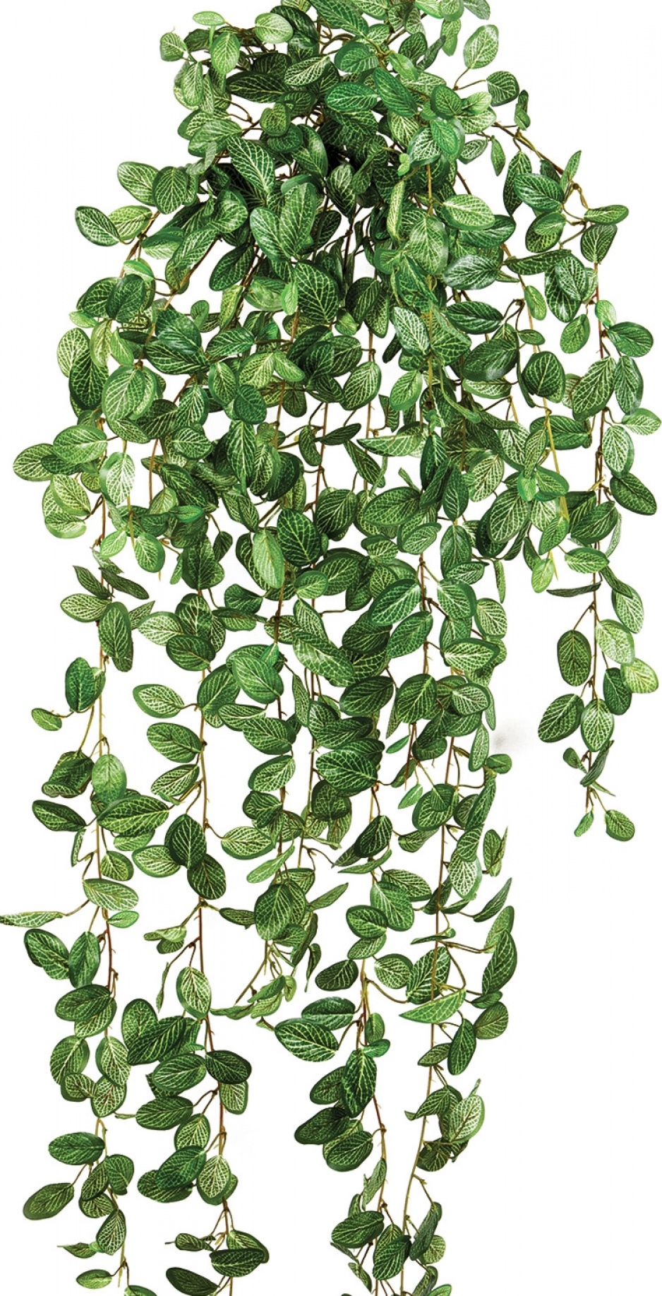 Fittonia hanging bush 85 cm