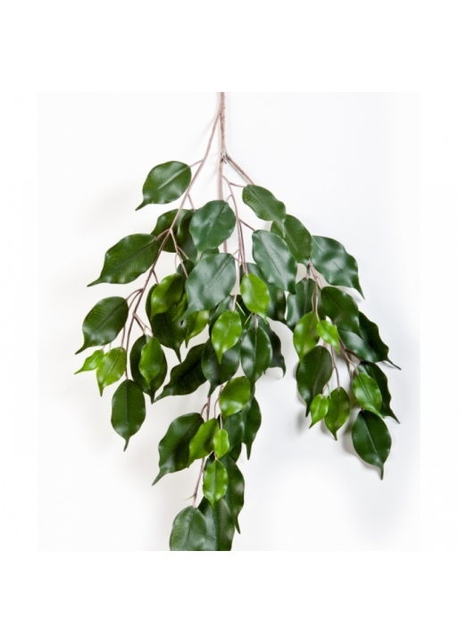 Flame Ret. Ficus exotica spray