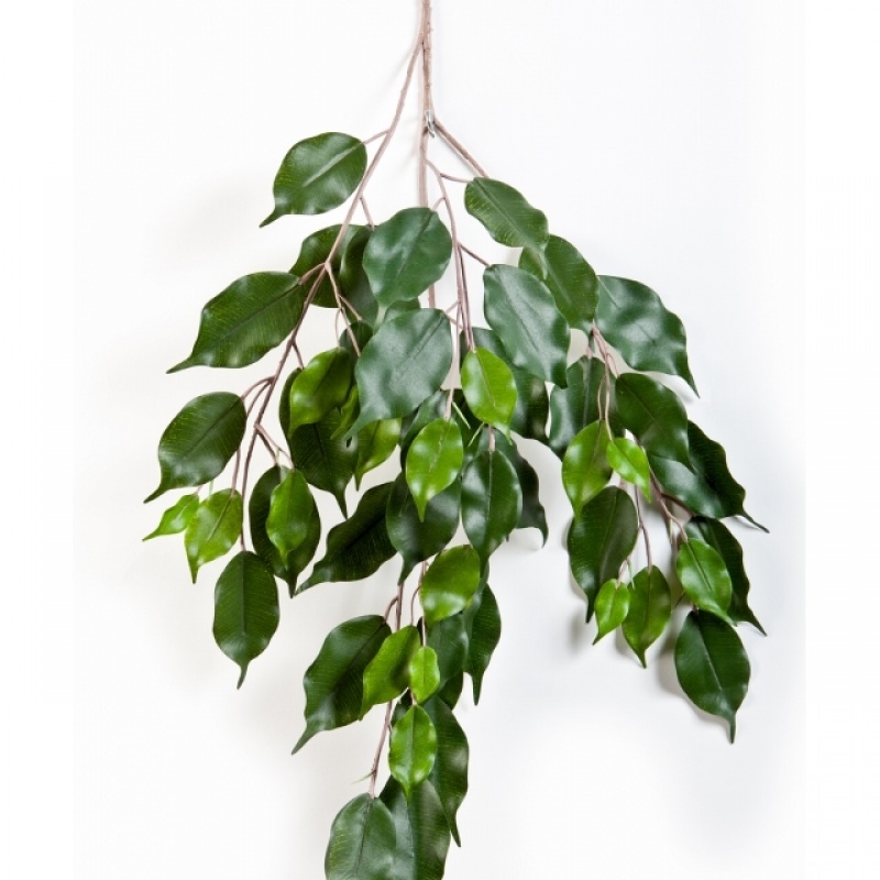 Flame Ret. Ficus exotica spray