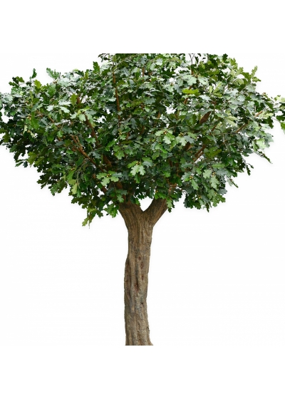 Flame Retardant 12' Giant Common Oak Tree 360 cm