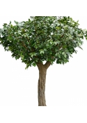 Flame Retardant 12' Giant Common Oak Tree 360 cm