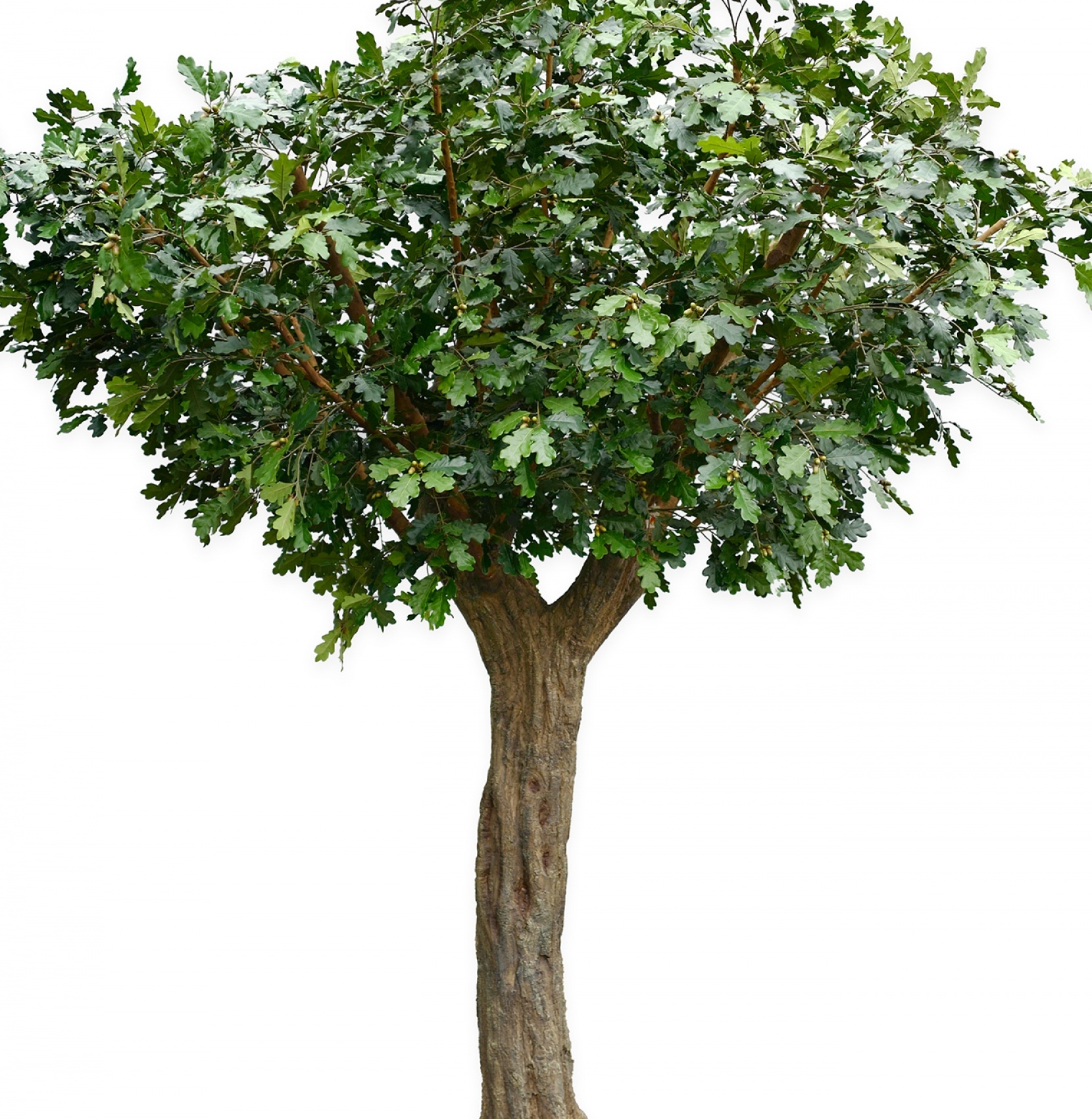 Flame Retardant 12' Giant Common Oak Tree 360 cm