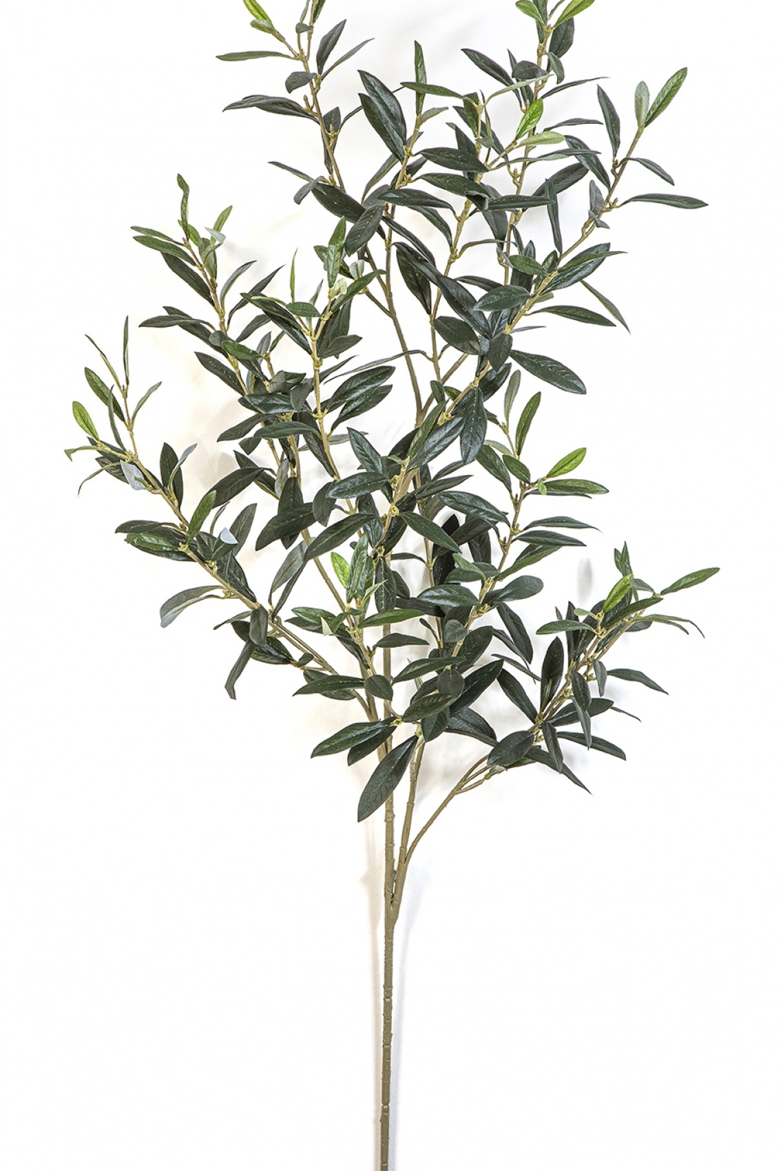 Flame Retardant Giant Olive Spray 109 cm