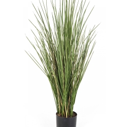 Flame Retardant Honey Grass w/pot 80-120 cm