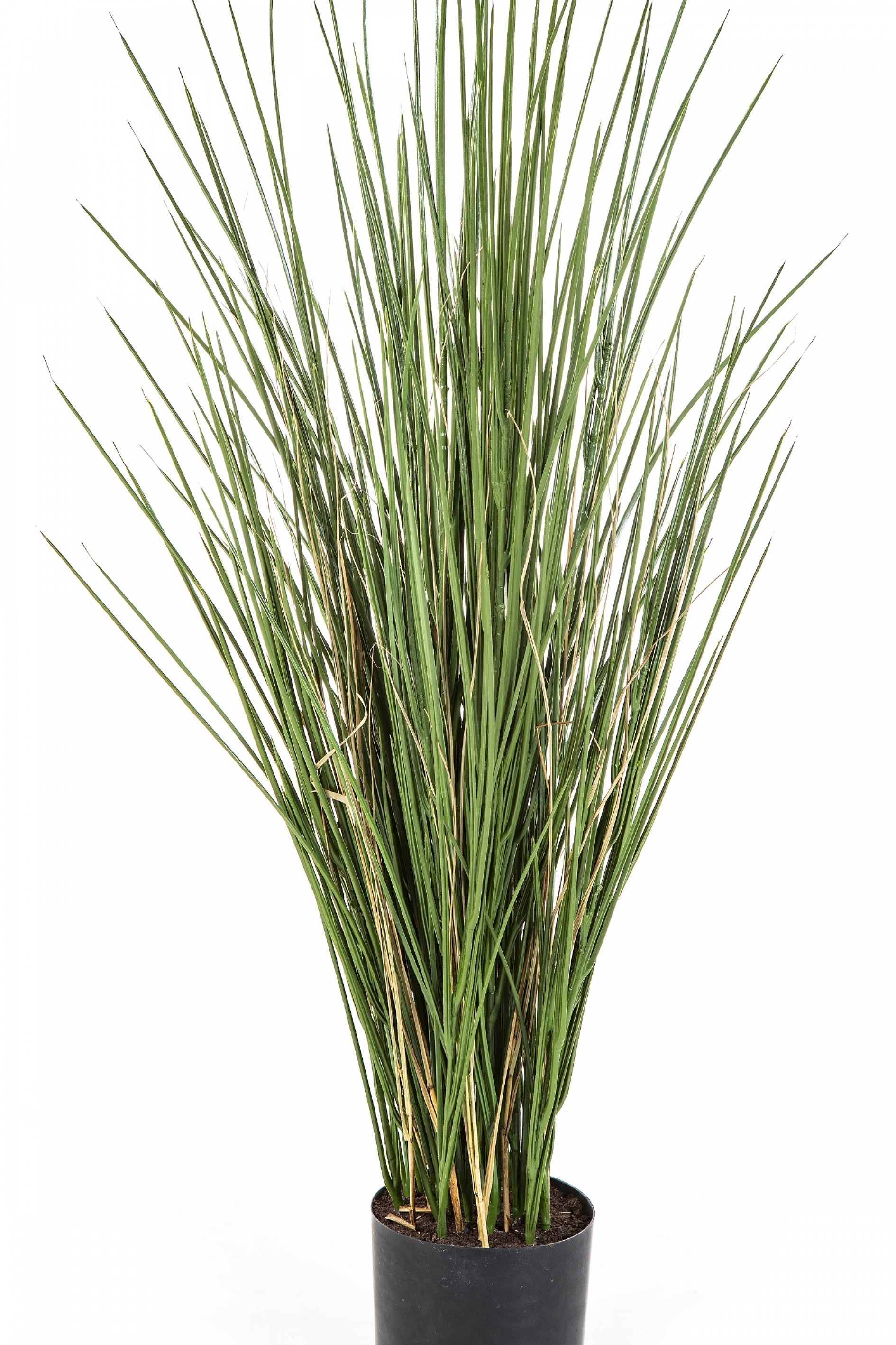 Flame Retardant Honey Grass w/pot 80-120 cm