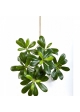Flame Retardant Pittisporum Mountain Spray 40 cm