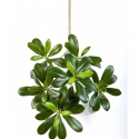 Flame Retardant Pittisporum Mountain Spray 40 cm