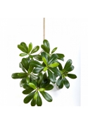Flame Retardant Pittisporum Mountain Spray 40 cm