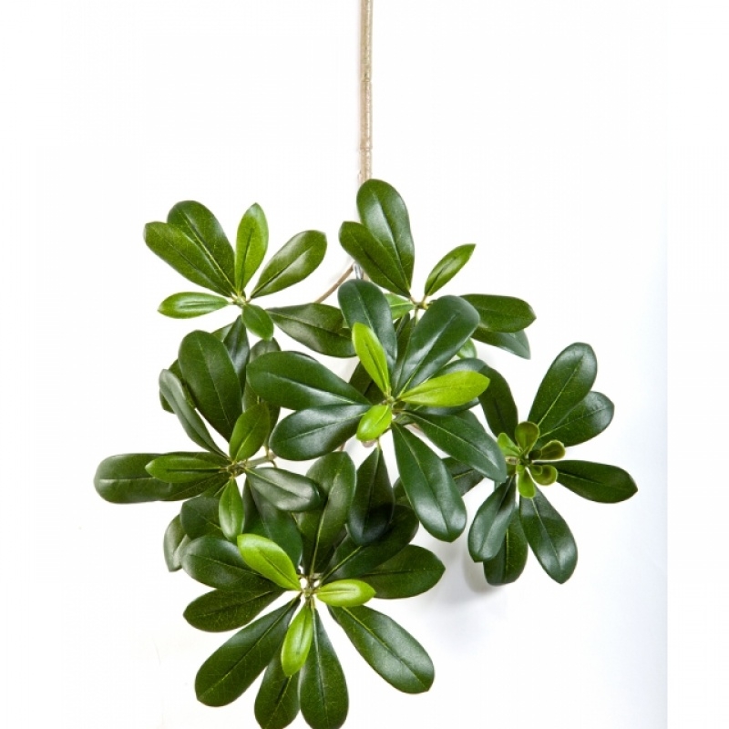 Flame Retardant Pittisporum Mountain Spray 40 cm