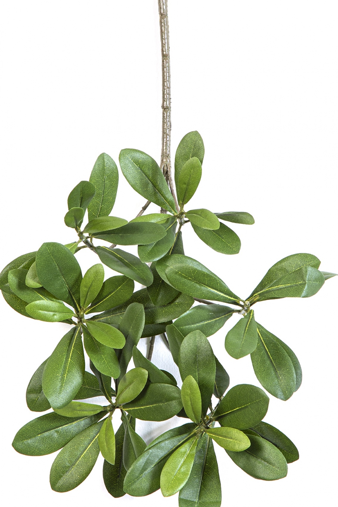 Flame Retardant Pittisporum Spray Light Green 40 cm