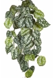 Flame Retardant Scindapsus Hanging Bush 70 cm