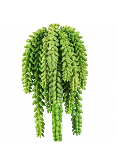 Flame Retardant Sedum Morganianum 27 cm