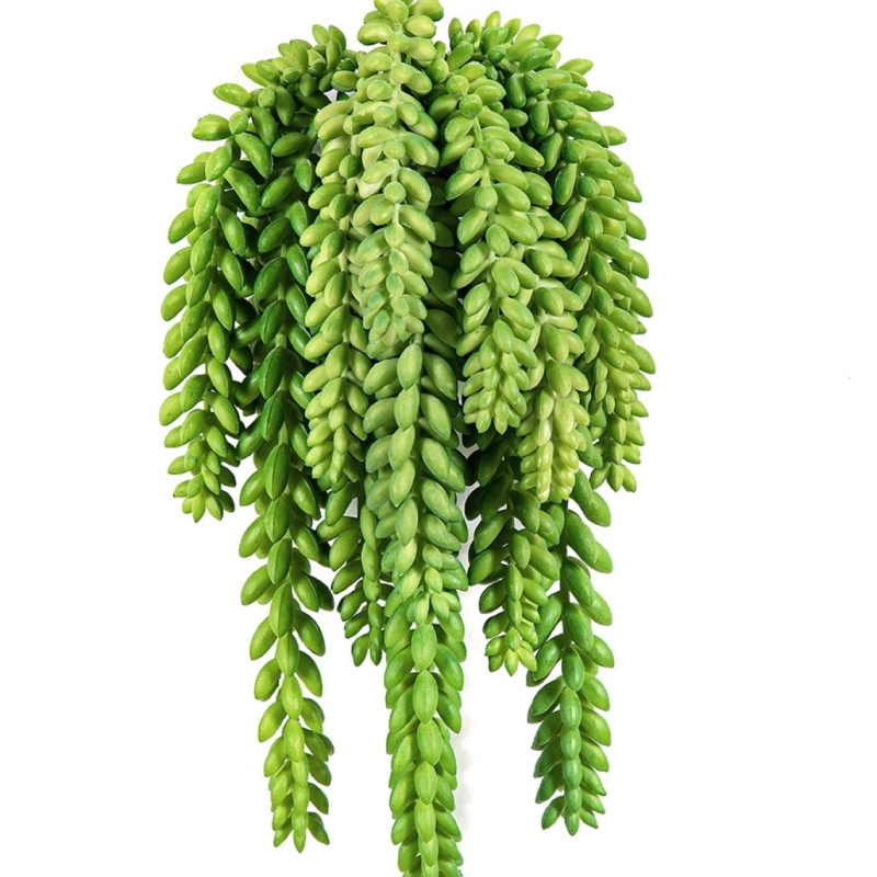Flame Retardant Sedum Morganianum 27 cm
