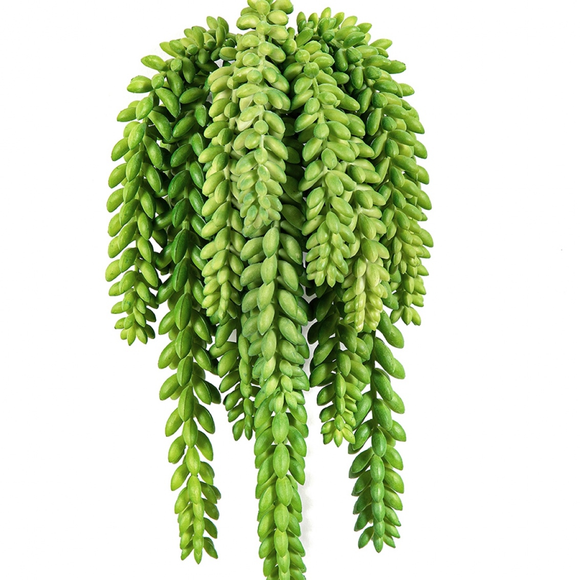 Flame Retardant Sedum Morganianum 27 cm