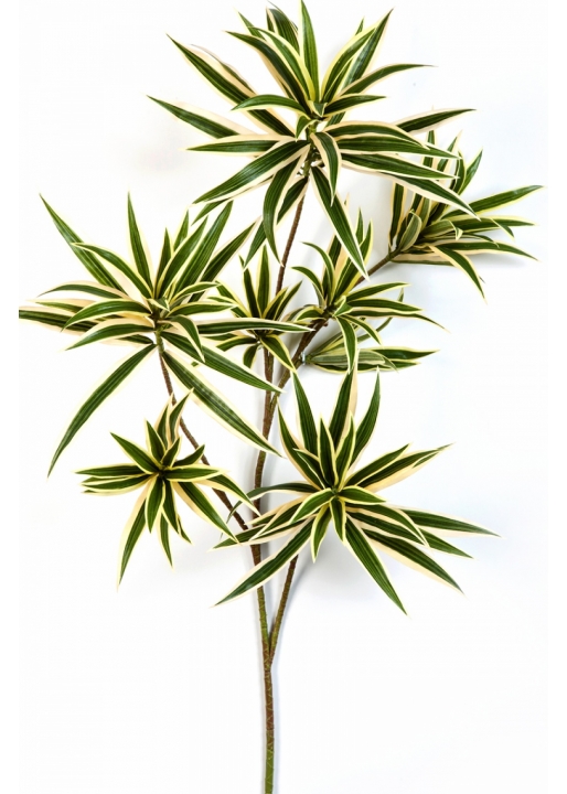 Flame Retardant Variegated Dracaena Reflexa Spray 70 cm