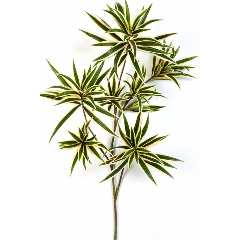 Flame Retardant Variegated Dracaena Reflexa Spray 70 cm