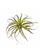 Flocked Tillandsia x 32 26 cm