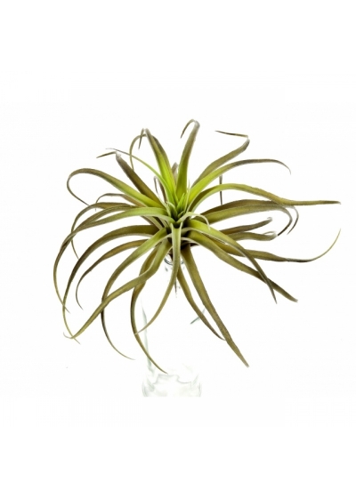 Flocked Tillandsia x 32 26 cm