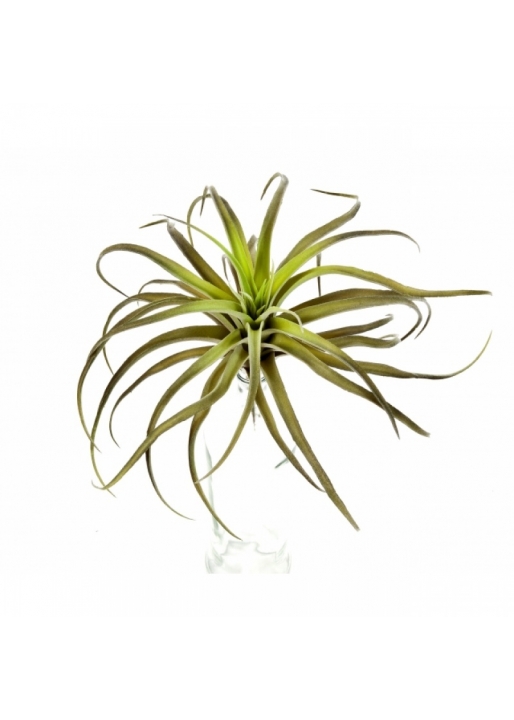 Flocked Tillandsia x 32 26 cm