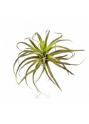Flocked Tillandsia x 32 26 cm