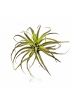 Flocked Tillandsia x 32 26 cm