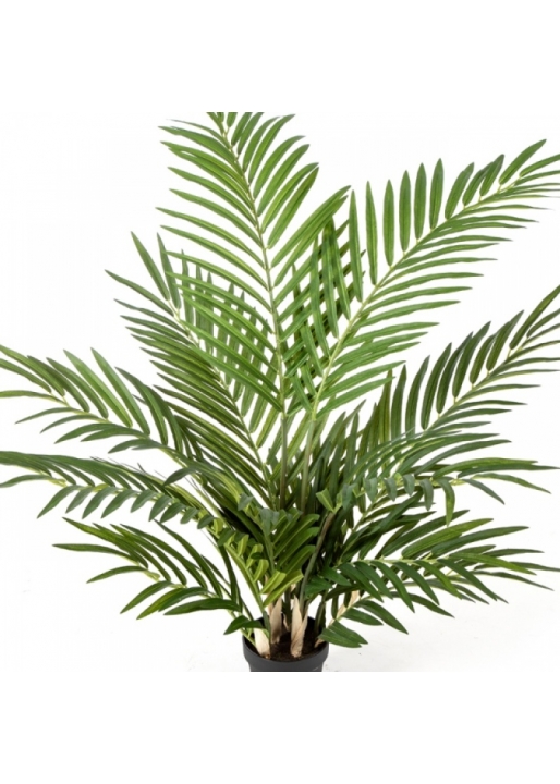 Forest Areca Palm w/p 80-205 cm