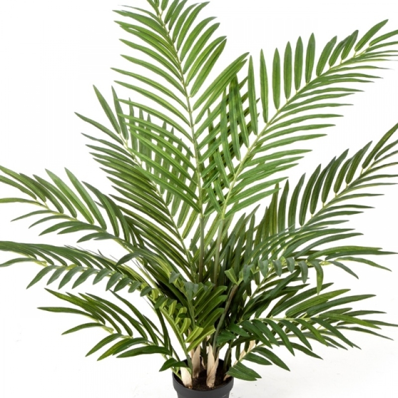 Forest Areca Palm w/p 80-205 cm