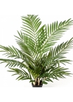 Forest Areca Palm w/p 80-205 cm